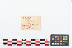Etikett zu Perlenkette (NHMW-PRAE-025892)